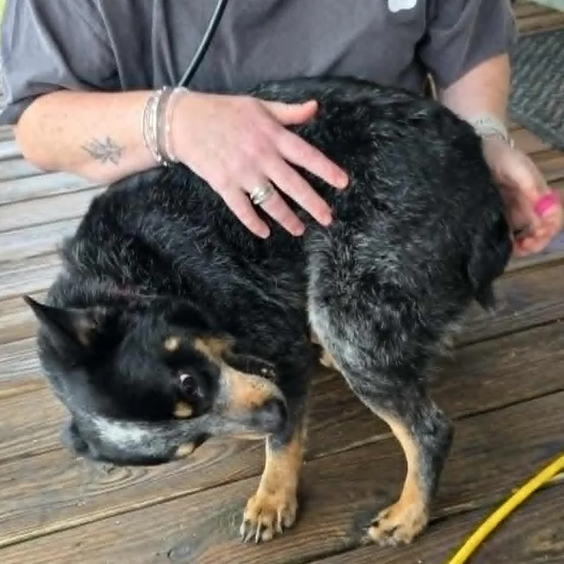 Jughead thumbnail 4