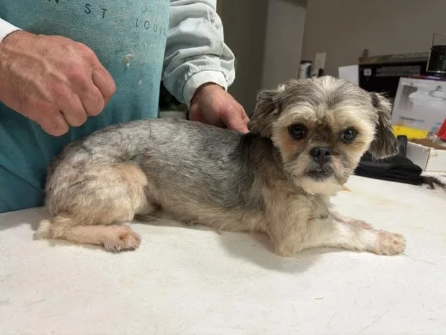 A young small-sized male Gray / Blue / Silver Shih Tzu dog named Gus for adoption in Tifton, GA