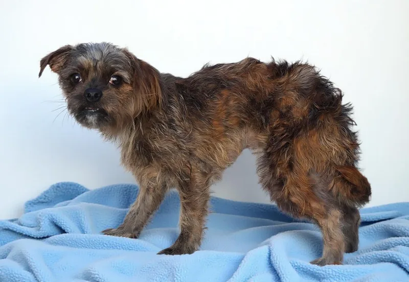 An adult small-sized male Affenpinscher dog named Georgie for adoption in Pasadena, CA