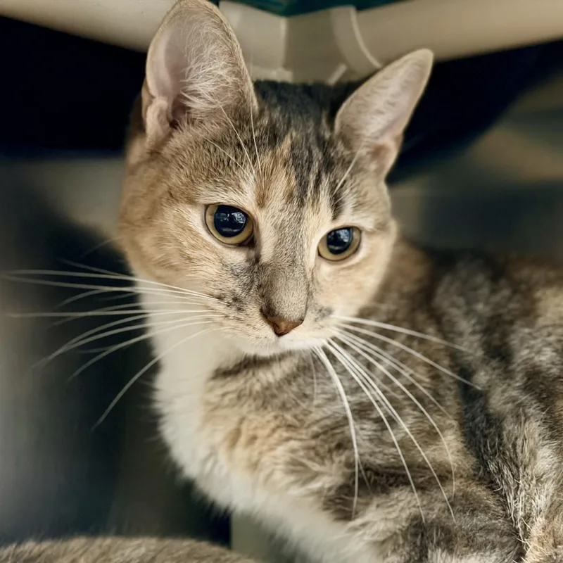 An adult medium-sized female Dilute Tortoiseshell Domestic Short Hair cat named Vadoc for adoption in Manahawkin, NJ