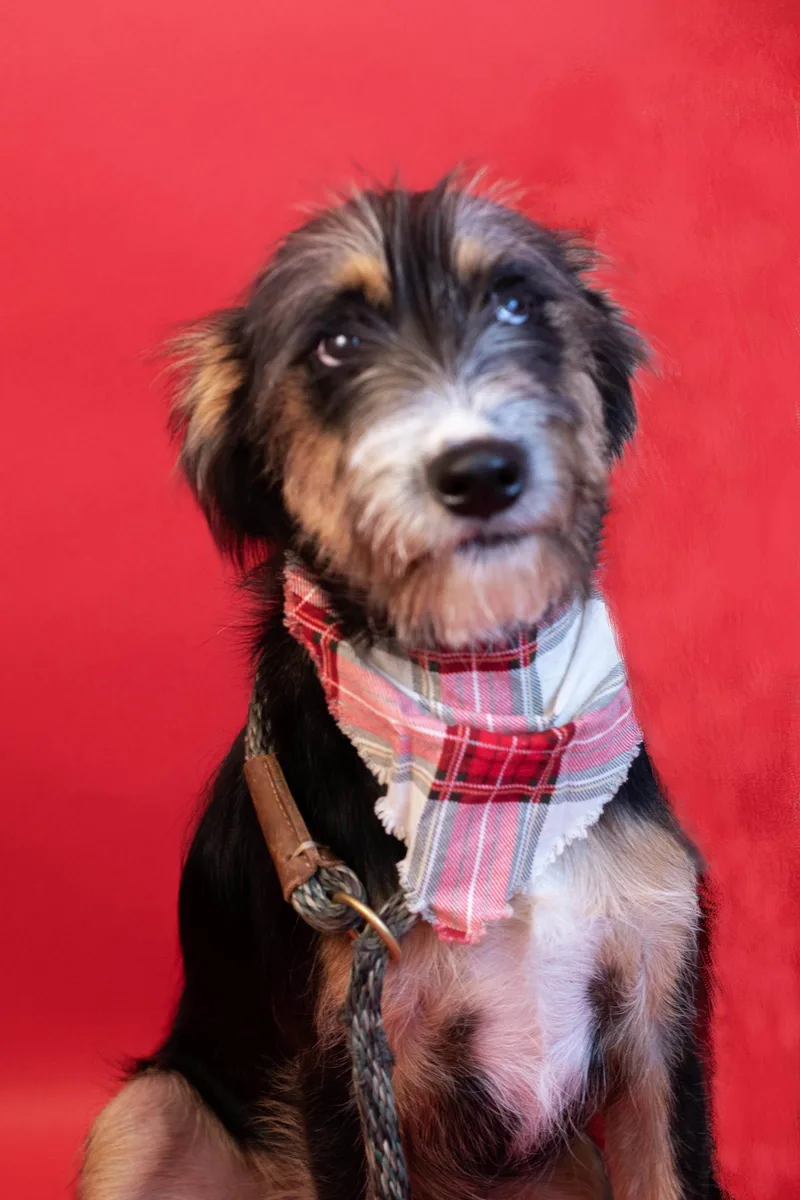 A young medium-sized male Border Terrier dog named Rusty for adoption in Holly Springs, MS