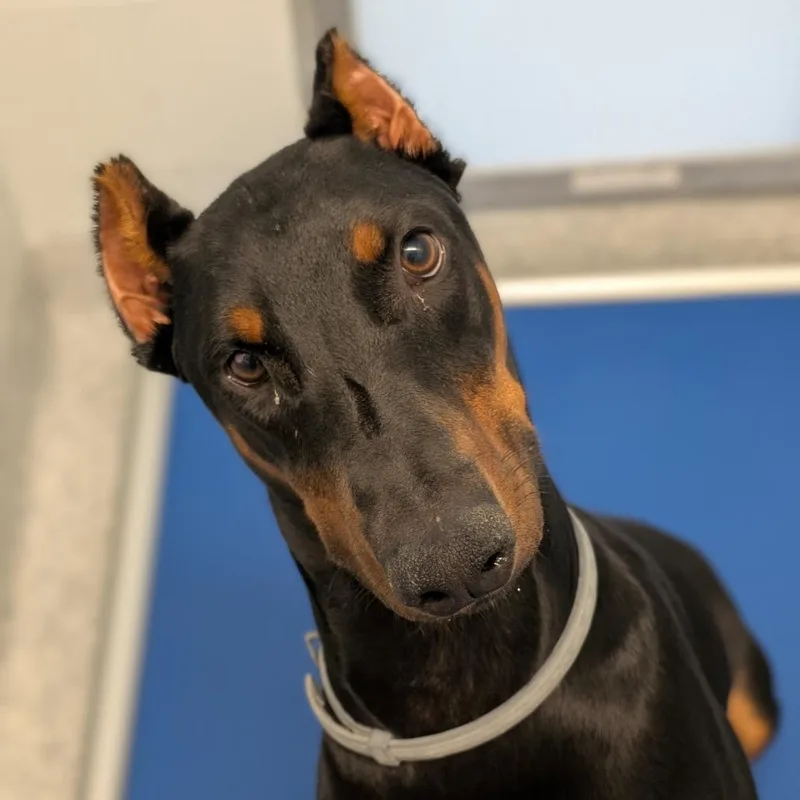 A young medium-sized male Black Doberman Pinscher dog named Charlie for adoption in Sandown, NH