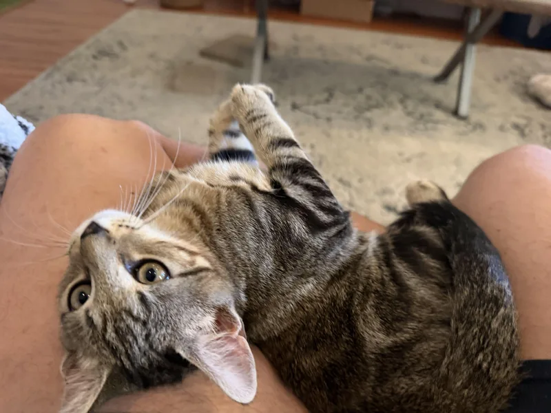 A baby small-sized male Tabby cat named Kipper for adoption in Burbank, CA