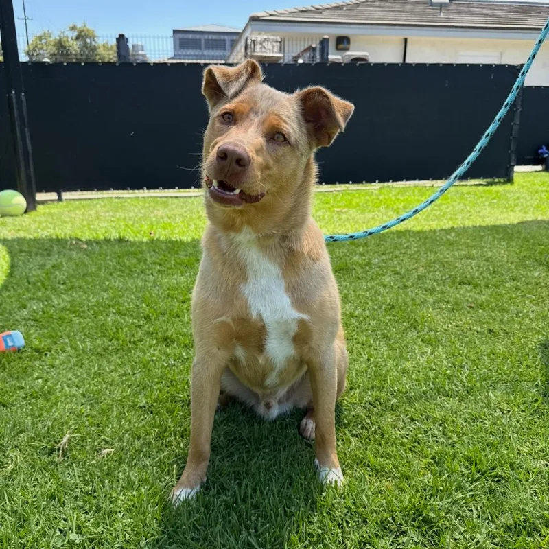 An adult medium-sized male Yellow / Tan / Blond / Fawn Cattle Dog dog named Sydney for adoption in Hawthorne, CA