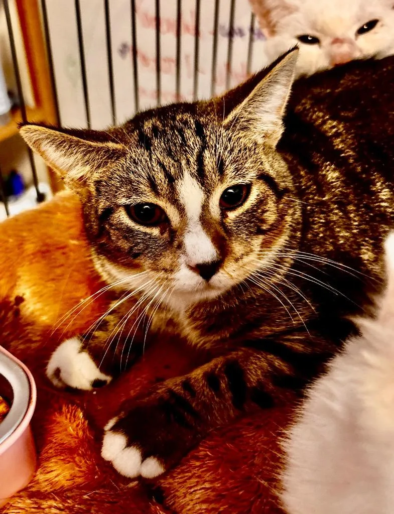 A baby small-sized female American Shorthair cat named Maxon  Belinda for adoption in Hagaman, NY