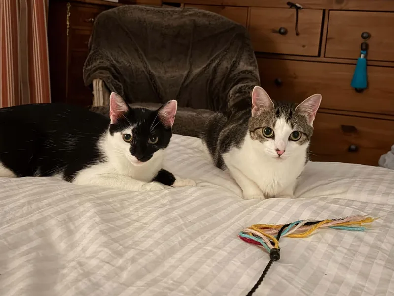 A young medium-sized female Domestic Short Hair cat named Minnie & Clover for adoption in Bayonne, NJ