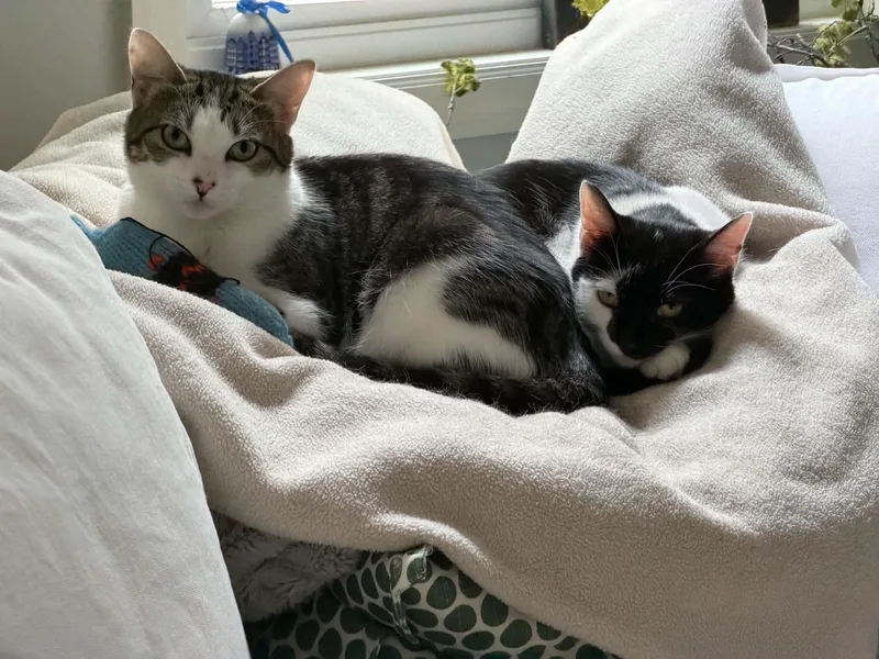 Minnie & Clover thumbnail 3