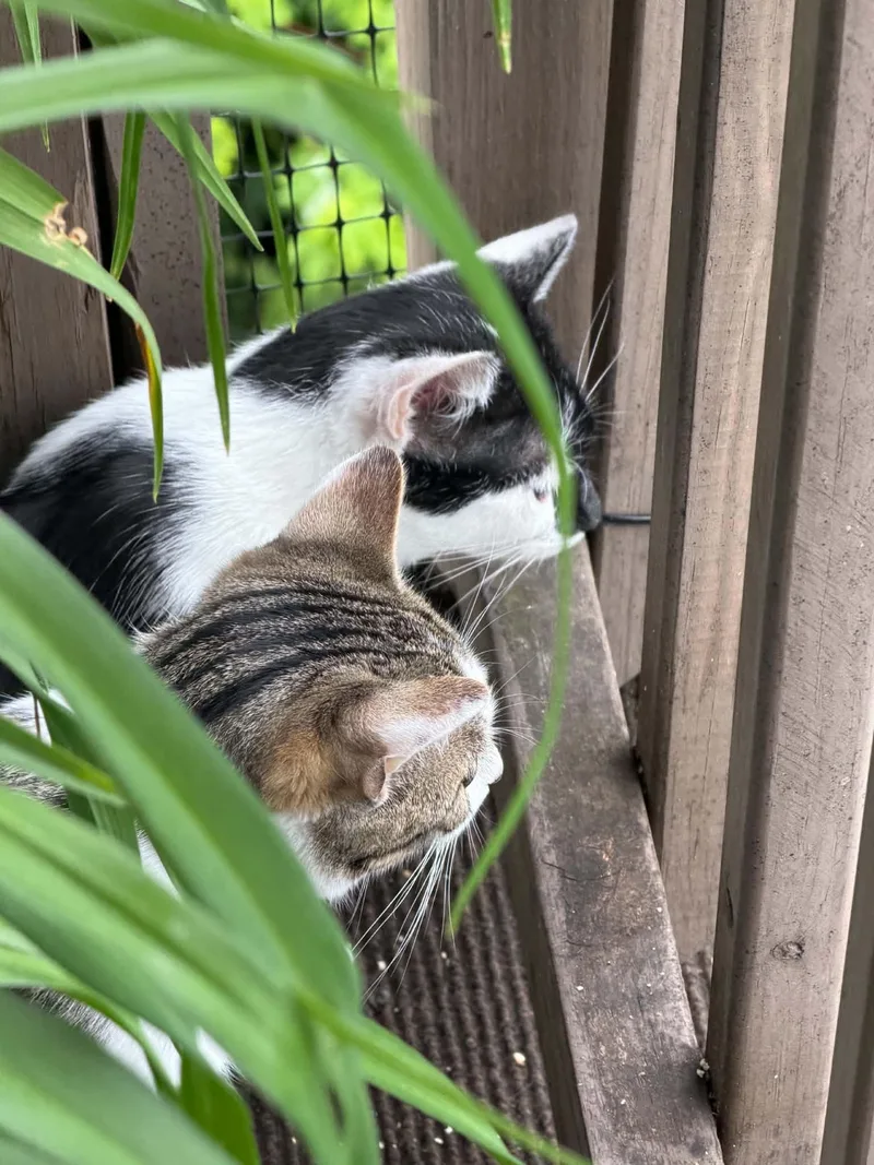 Minnie & Clover thumbnail 4