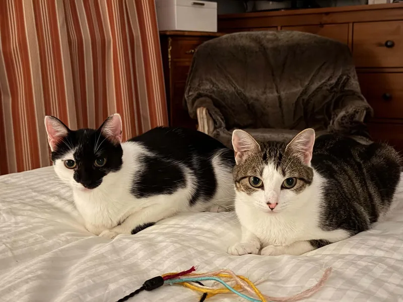 Minnie & Clover thumbnail 5
