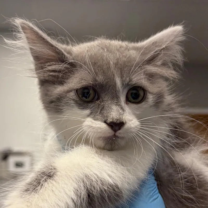 A baby small-sized male Gray / Blue / Silver Domestic Short Hair cat named Bill for adoption in Greenville, SC