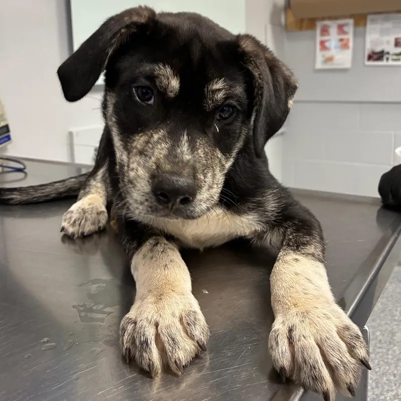 A baby small-sized male Black Mixed Breed dog named Cyndr for adoption in Greenville, SC