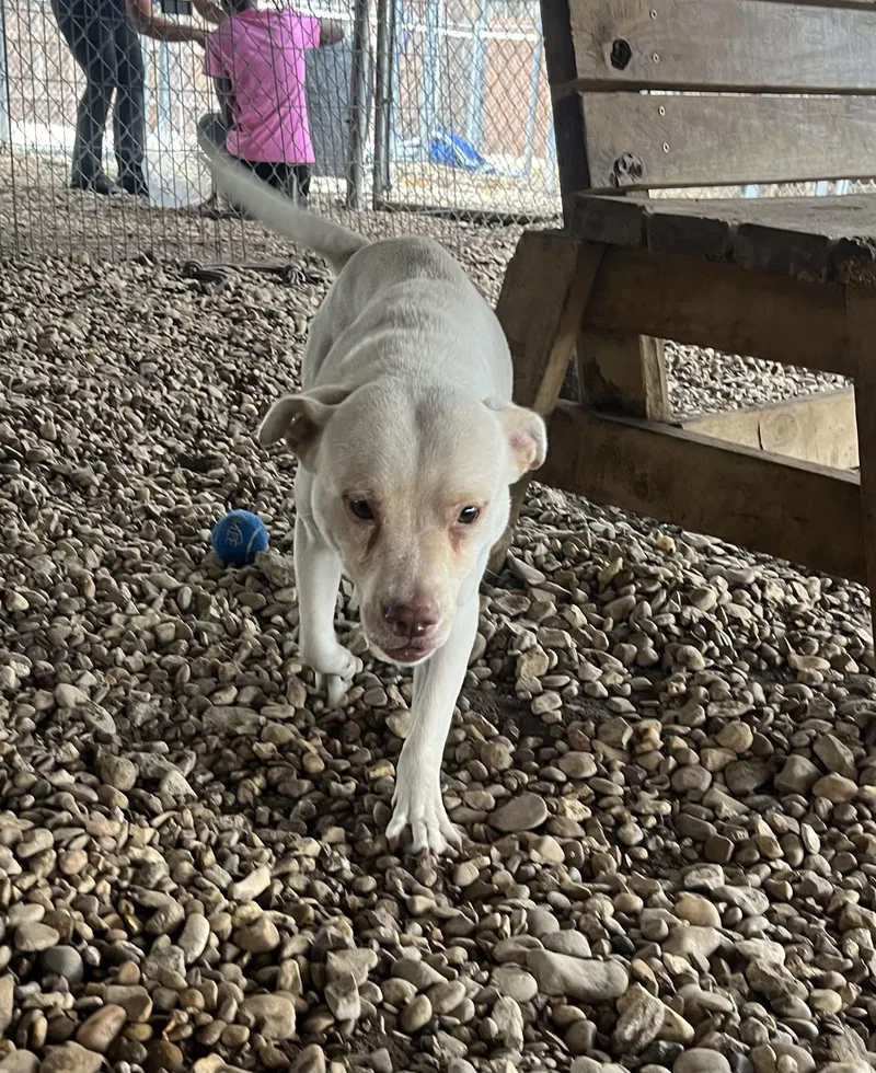 An adult medium-sized female Retriever dog named Peggy for adoption in Plano, TX