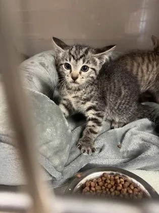 A baby small-sized female Domestic Short Hair cat named Venus for adoption in Farmers Branch, TX