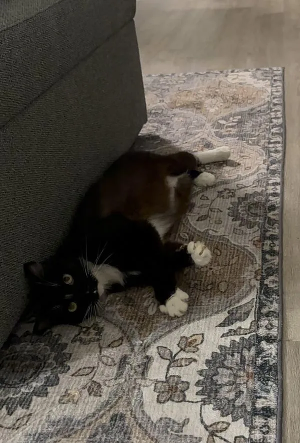 An adult medium-sized male Domestic Short Hair cat named Deluxe for adoption in San Diego, CA