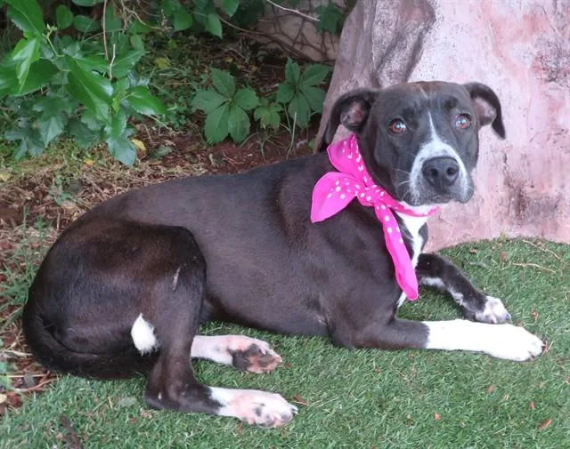 A young medium-sized female Hound dog named Missy for adoption in Oklahoma City, OK