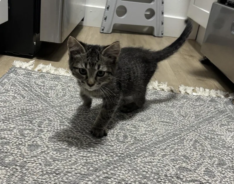 A baby small-sized male Black Domestic Short Hair cat named Cricket Wiggles for adoption in Chandler, AZ