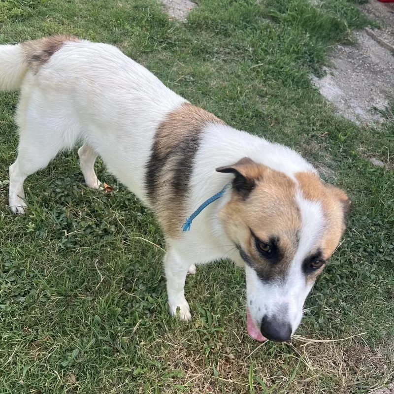 A young medium-sized male White / Cream Great Pyrenees dog named Kobe for adoption in Waco, TX