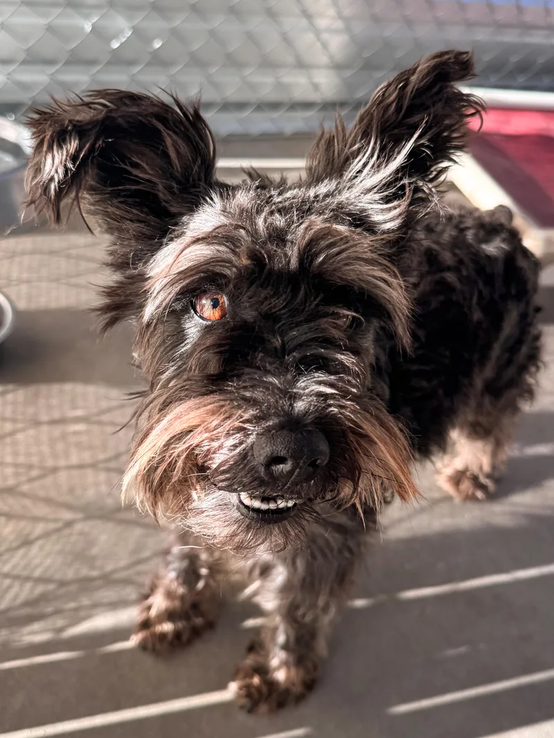 An adult small-sized male Black Schnauzer dog named Milo for adoption in Fresno, CA