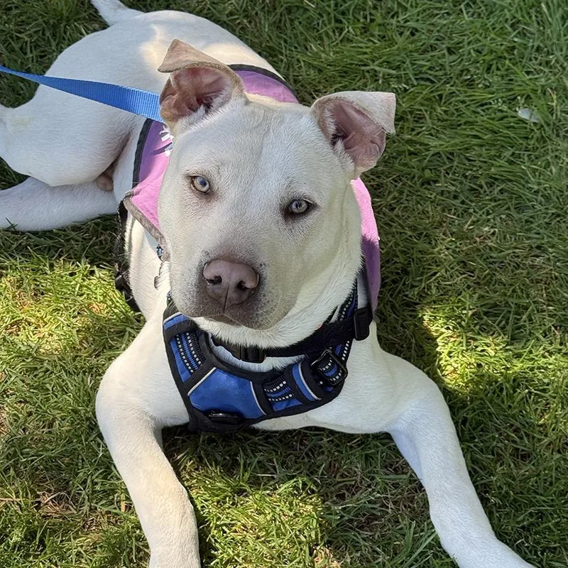 An adult medium-sized male White / Cream Mixed Breed dog named Towns for adoption in Sonoma, CA