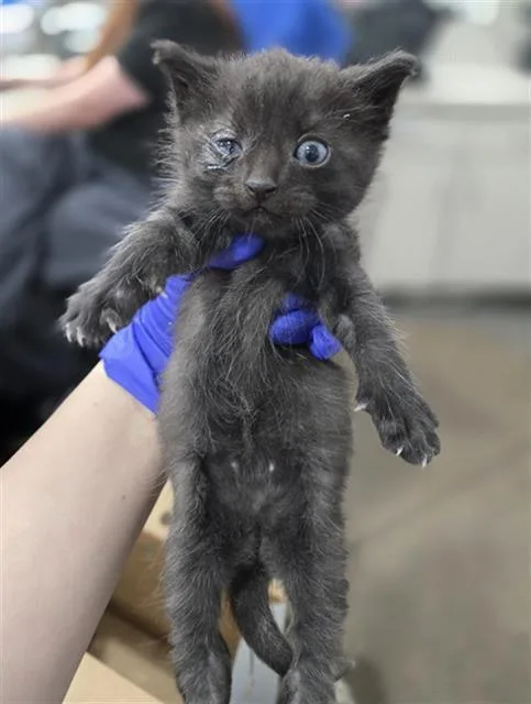 A baby medium-sized male Domestic Short Hair cat named Finnegan for adoption in Dallas, TX