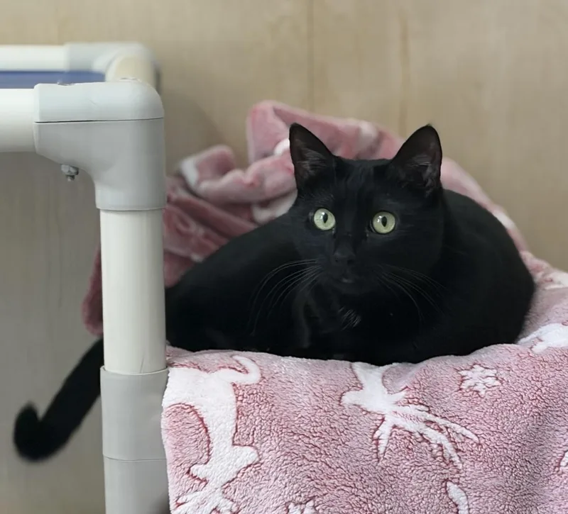 An adult medium-sized female Black Domestic Short Hair cat named Aroma for adoption in Petaluma, CA