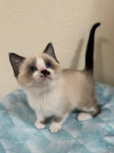 A young medium-sized female Cream / Ivory Domestic Short Hair cat named Bitsy for adoption in Fort Collins, CO