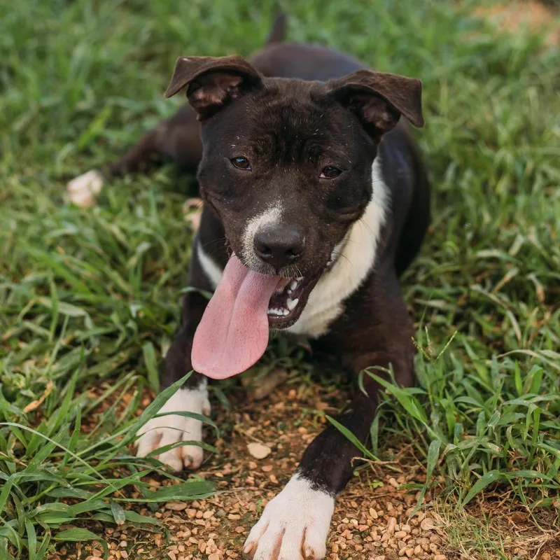 A young medium-sized female Hound dog named Andi for adoption in Parrish, AL