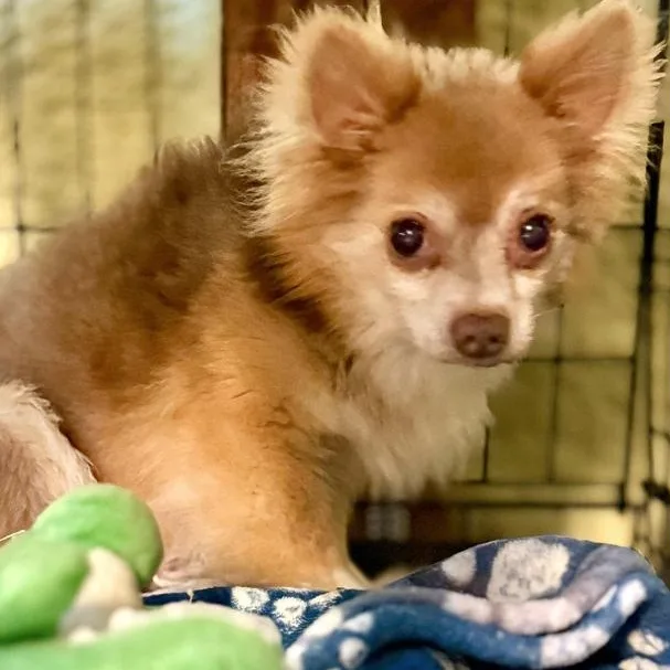 A senior small-sized male White / Cream Chihuahua dog named Brewster for adoption in Boca Raton, FL