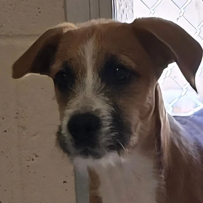 A baby small-sized female Brown / Chocolate Terrier dog named Picchu for adoption in Wickenburg, AZ