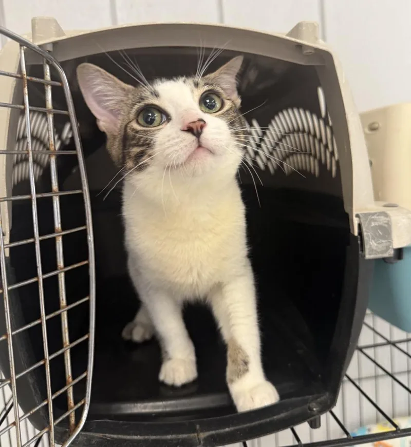A baby small-sized male Domestic Short Hair cat named Rader for adoption in Lemoore, CA