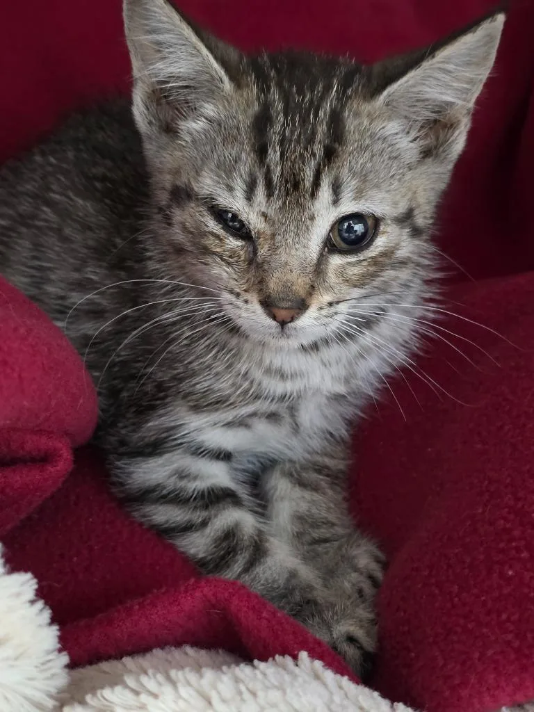 A baby small-sized female Domestic Short Hair cat named Olivia for adoption in Ewing, NJ