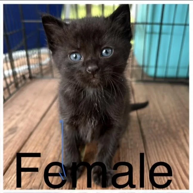 A baby medium-sized female Black American Shorthair cat named Poppy for adoption in Rock Spring, GA