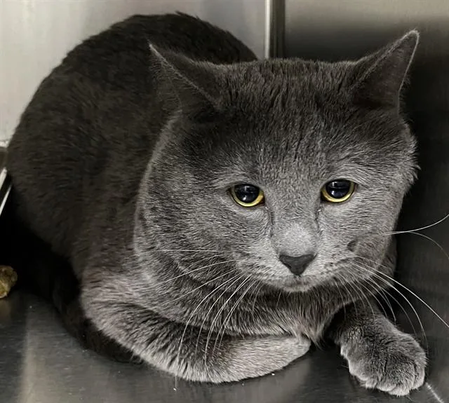 An adult medium-sized male Domestic Short Hair cat named Kylo for adoption in Upper Marlboro, MD