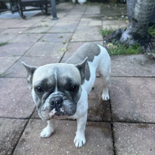 A young small-sized female Yellow / Tan / Blond / Fawn French Bulldog dog named Mocha for adoption in Plantation, FL