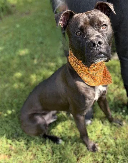 An adult large-sized male Boxer dog named Furyan for adoption in Midland, VA
