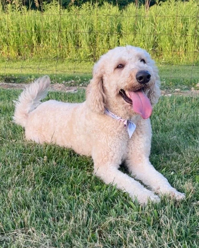 A young medium-sized male Golden Retriever dog named Jackson for adoption in West Bloomfield, MI