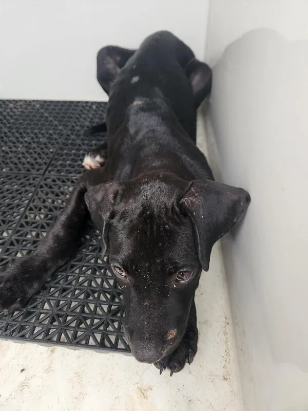 A young medium-sized male Black Mixed Breed dog named Chewy for adoption in Mobile, AL