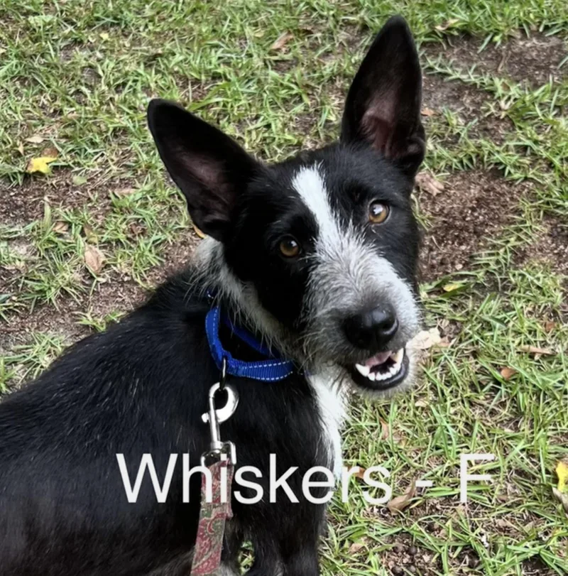 A young medium-sized female Wirehaired Terrier dog named Whiskers for adoption in Parma, OH