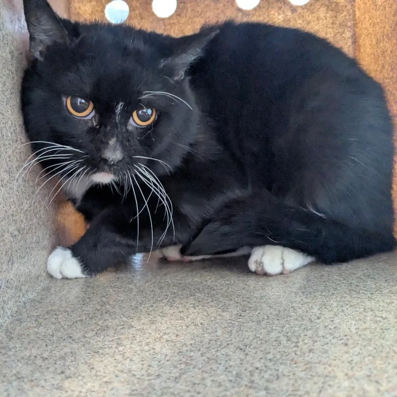 An adult medium-sized male Black Domestic Short Hair cat named Courage for adoption in Birmingham, AL