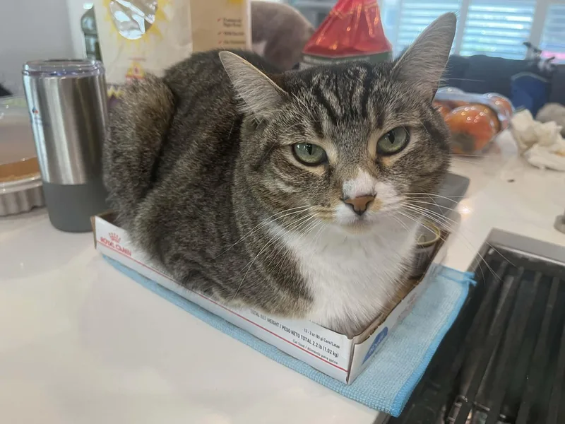 Mewtwo Girl thumbnail 4