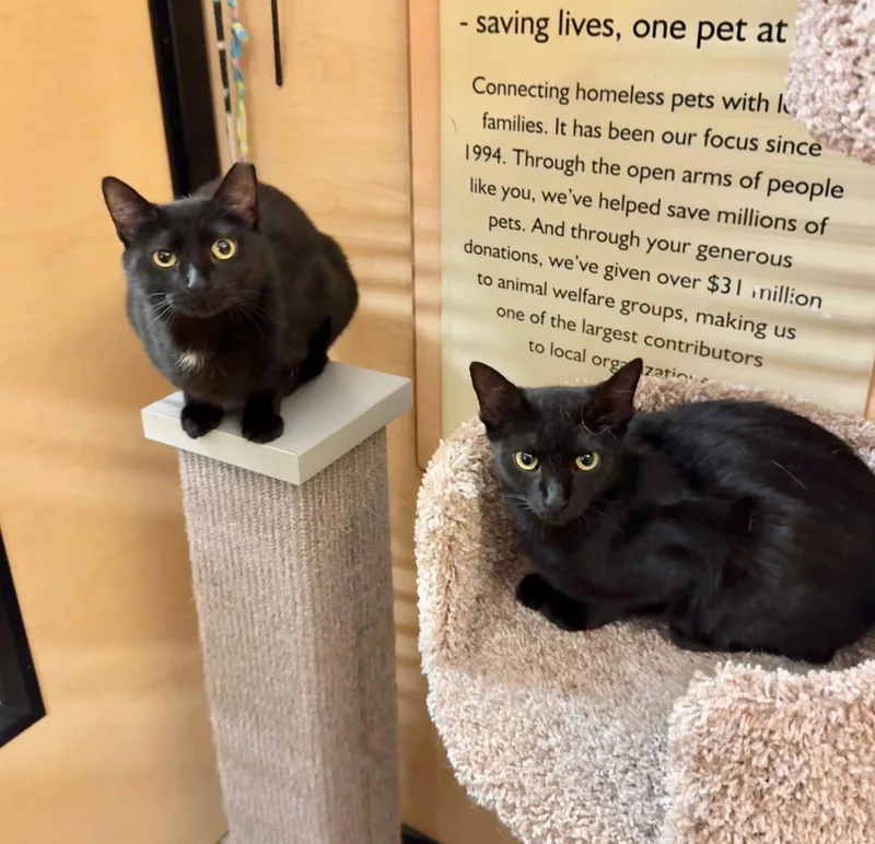 A baby medium-sized female Black Domestic Short Hair cat named Jasmine for adoption in Springfield, PA