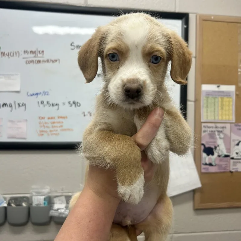 A baby small-sized male White / Cream Mixed Breed dog named Toast for adoption in Huntsville, AL