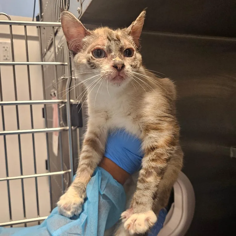 A young medium-sized male Domestic Short Hair cat named Fwooper for adoption in Los Angeles, CA