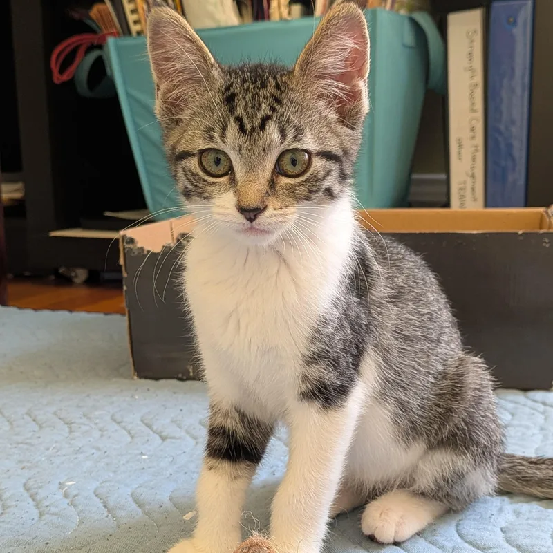 A baby medium-sized female Tabby (Brown / Chocolate) Domestic Short Hair cat named Cava for adoption in Chicago, IL