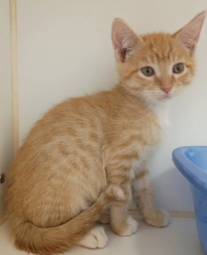 A baby small-sized male Domestic Short Hair cat named Mackerel for adoption in Texas City, TX