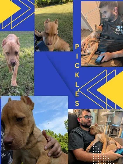 Pickles thumbnail 3