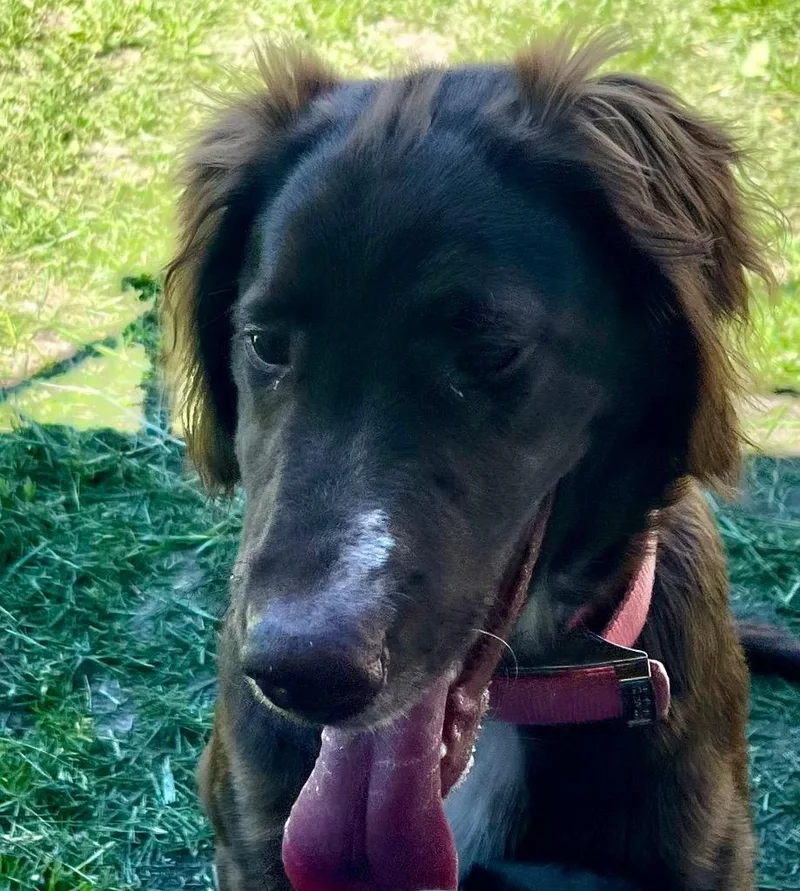Nyla