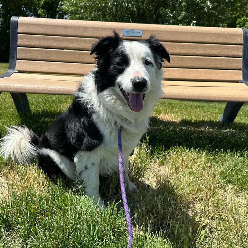 An adult medium-sized male Australian Shepherd dog named Clancy for adoption in Logan, UT
