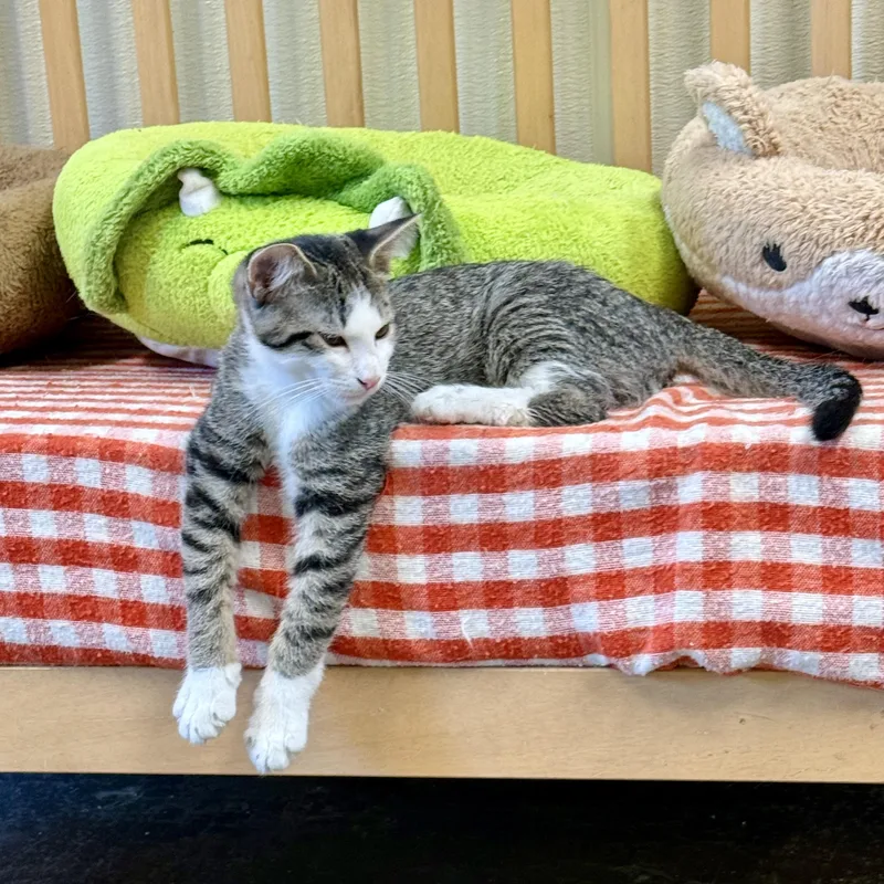 A baby medium-sized male Tabby (Gray / Blue / Silver) Domestic Short Hair cat named Kip K for adoption in Gallatin, TN
