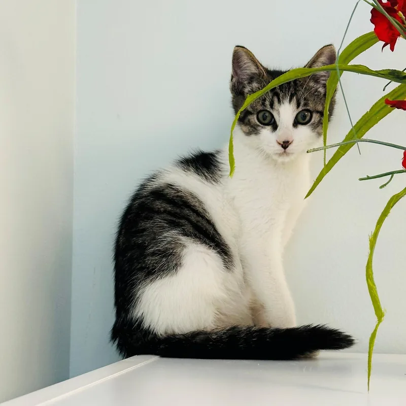 A young small-sized male Tabby (Brown / Chocolate) Domestic Short Hair cat named Romeo for adoption in Syosset, NY
